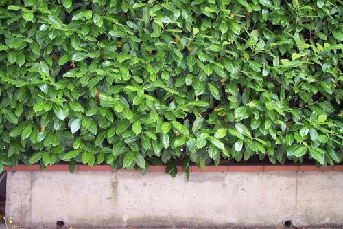 hedge leaf thuja occidentalis