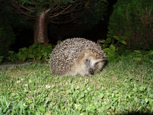 hedgehog garden night
