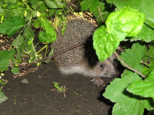 hedgehog bush summer