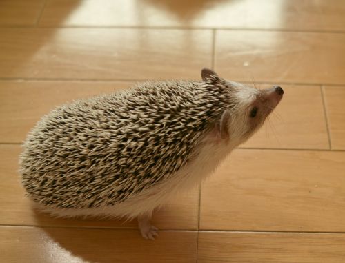 hedgehog cute animal