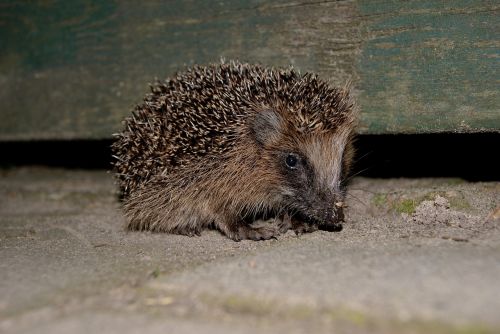 hedgehog garden outdoor