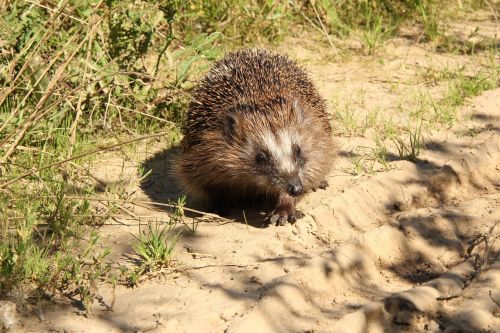 hedgehog animal wild