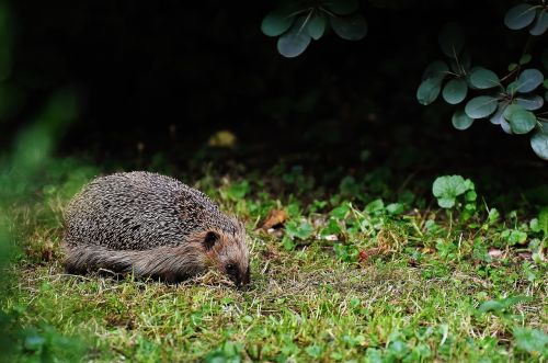 hedgehog hard working build