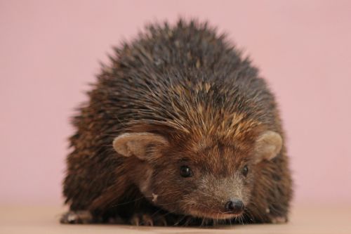 hedgehog india black hedgehog