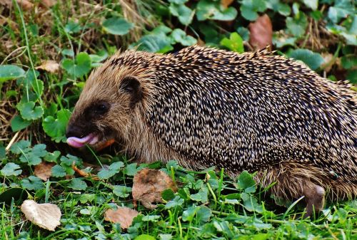 hedgehog animal spur