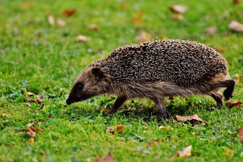 hedgehog animal spur