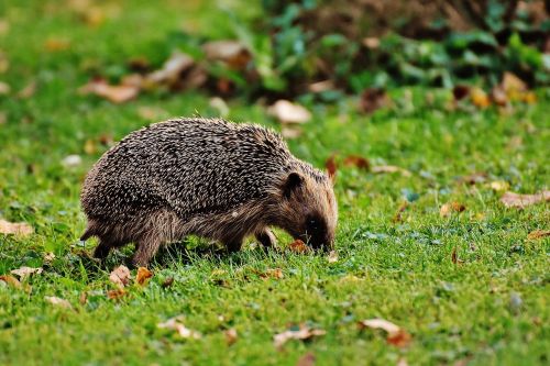 hedgehog animal spur