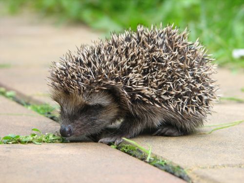 hedgehog child young animal