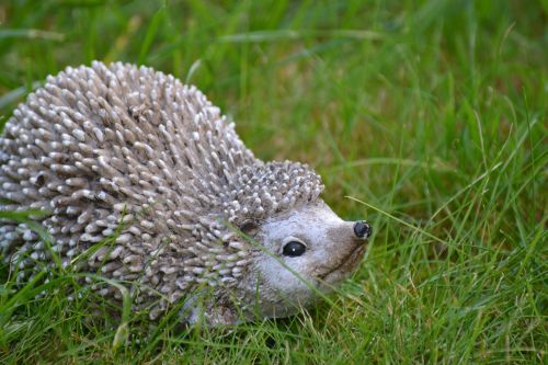 hedgehog autumn nature