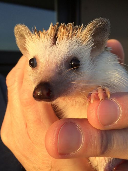 hedgehog pet cute