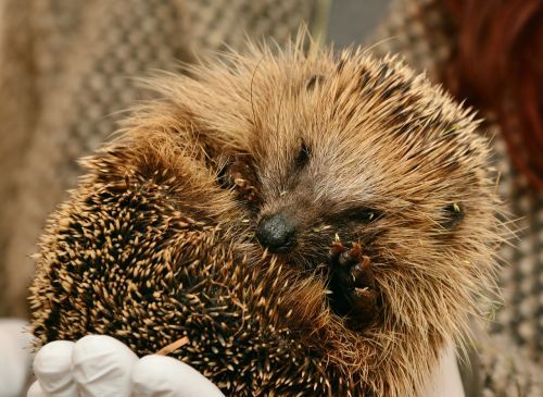 hedgehog hedgehogs hibernate hibernation