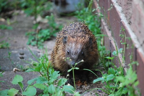 hedgehog nature animal