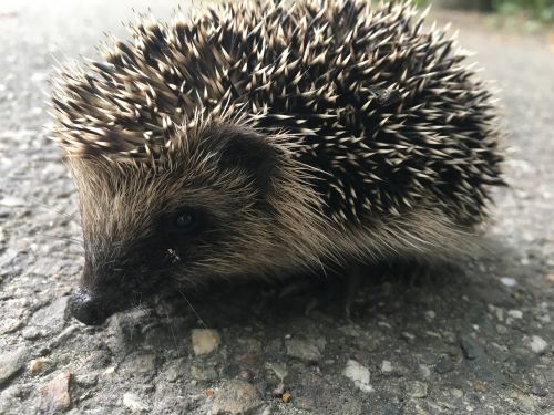 hedgehog animal spines