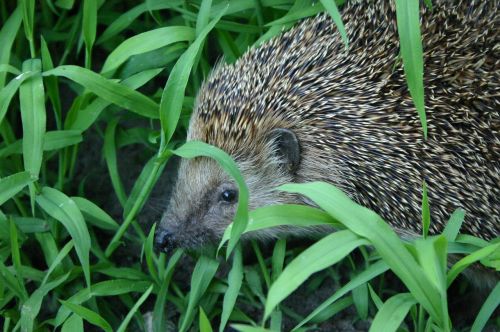 hedgehog animal prickly