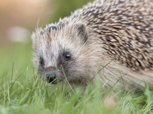 hedgehog nos closeup
