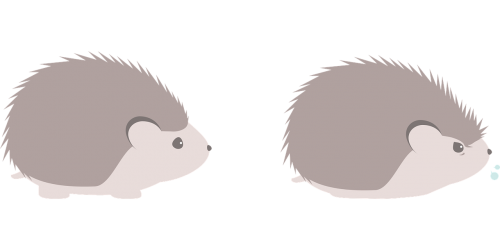 hedgehog animal pet