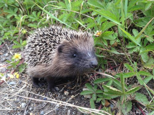 hedgehog animals nature