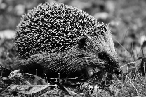 hedgehog garden nocturnal