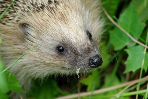 hedgehog mammal in the woods