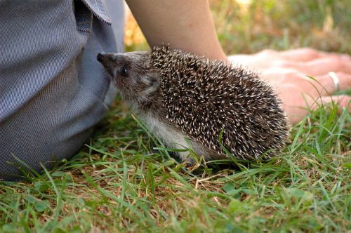 hedgehog animal forest