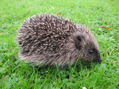 hedgehog baby young