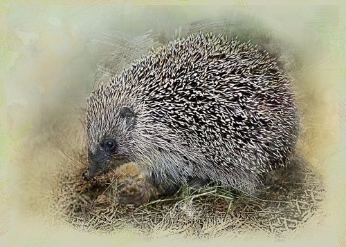 hedgehog crew cut animal