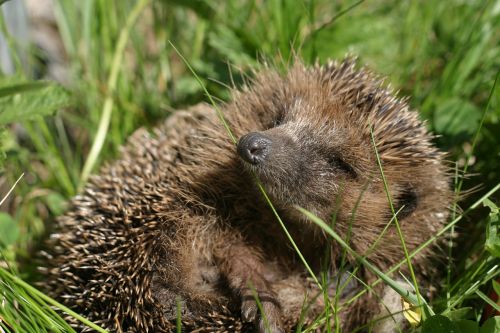 hedgehog spur hannah