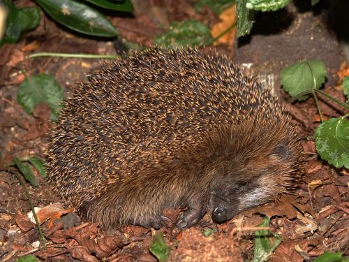 hedgehog animal spur