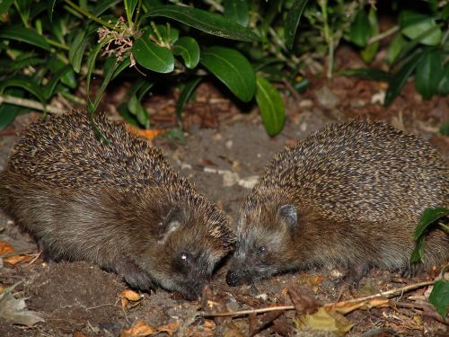 hedgehog animals spur