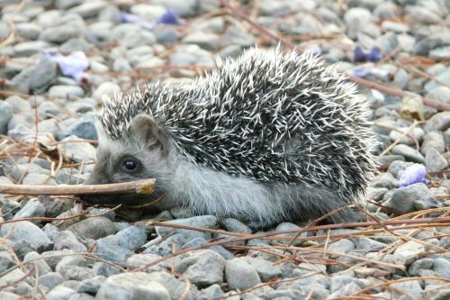 hedgehog cute prickly