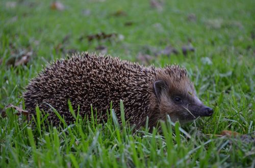 hedgehog grass nature