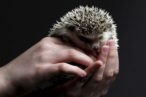 hedgehog cute hand