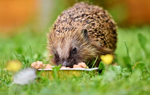 hedgehog  spur  hannah