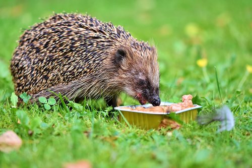 hedgehog  spur  hannah