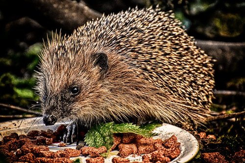 hedgehog  eat  animal