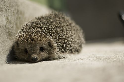 hedgehog animal cute