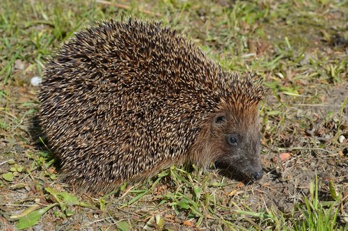 hedgehog  animals  crew cut