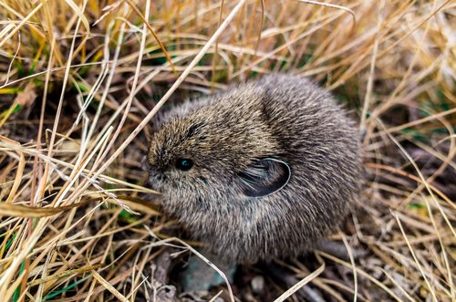 hedgehog  animal  cute