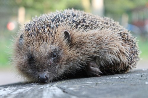 hedgehog  garden  animal