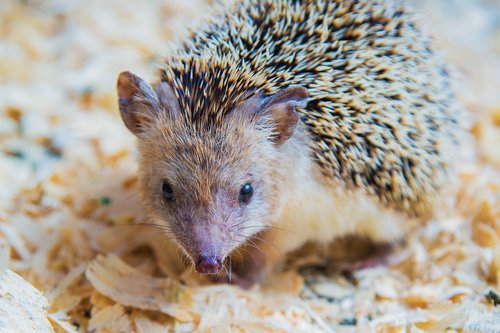 hedgehog  animal  cute