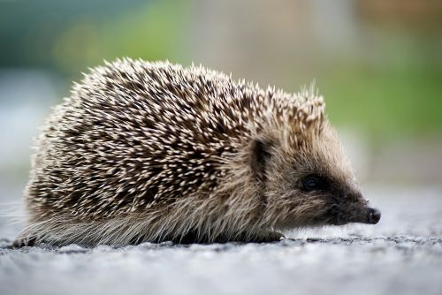 hedgehog animal spring