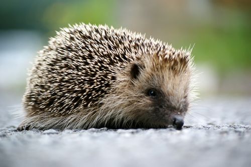 hedgehog animal wild