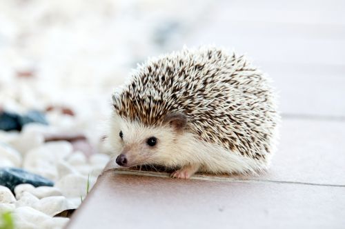 hedgehog animal baby