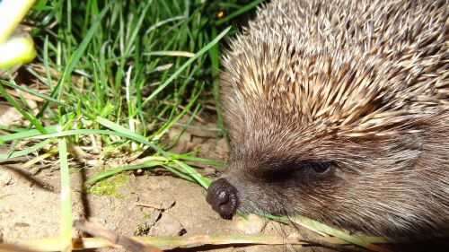 hedgehog animals nature