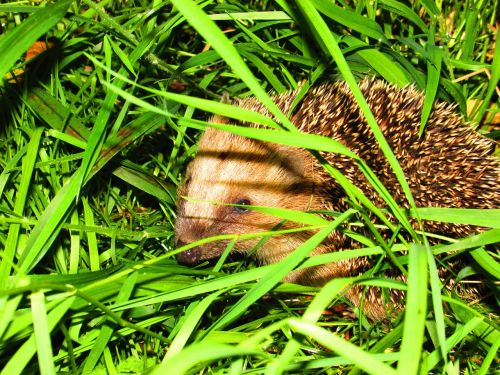 hedgehog grass nature