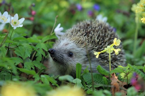 hedgehog spring animal