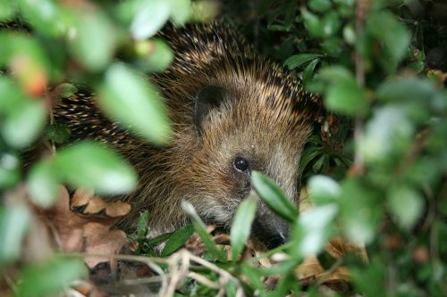hedgehog nature animal