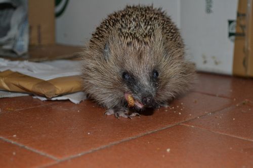 hedgehog a mess eating