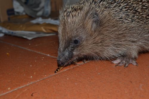 hedgehog look eating