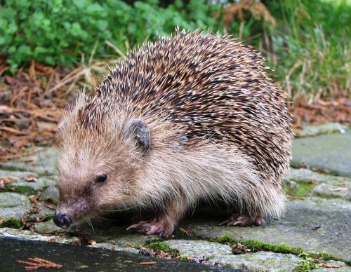 hedgehog spur cute